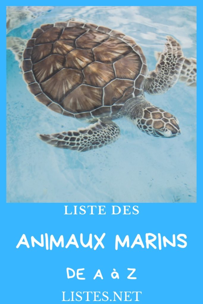 Liste des animaux marins